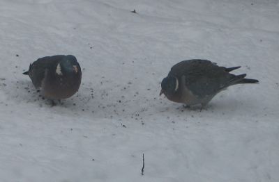 fluffed up pigeons